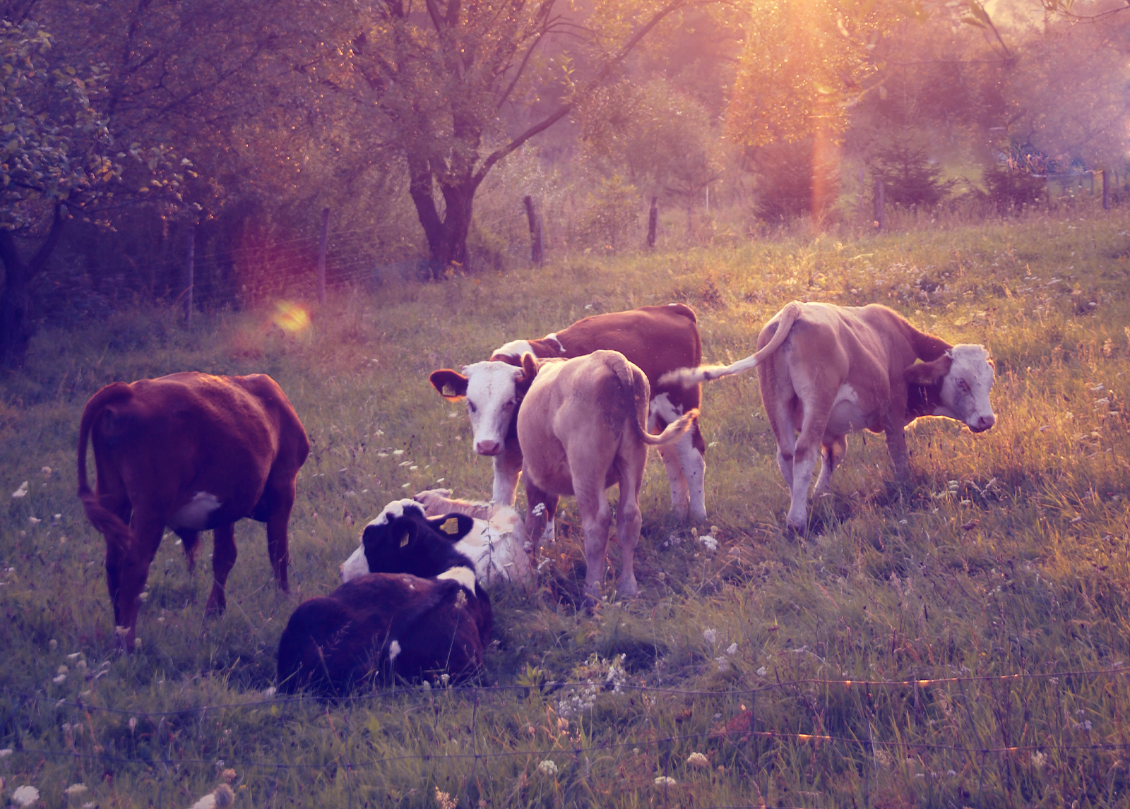 Could a national livestock gene bank future-proof endangered farm animals?