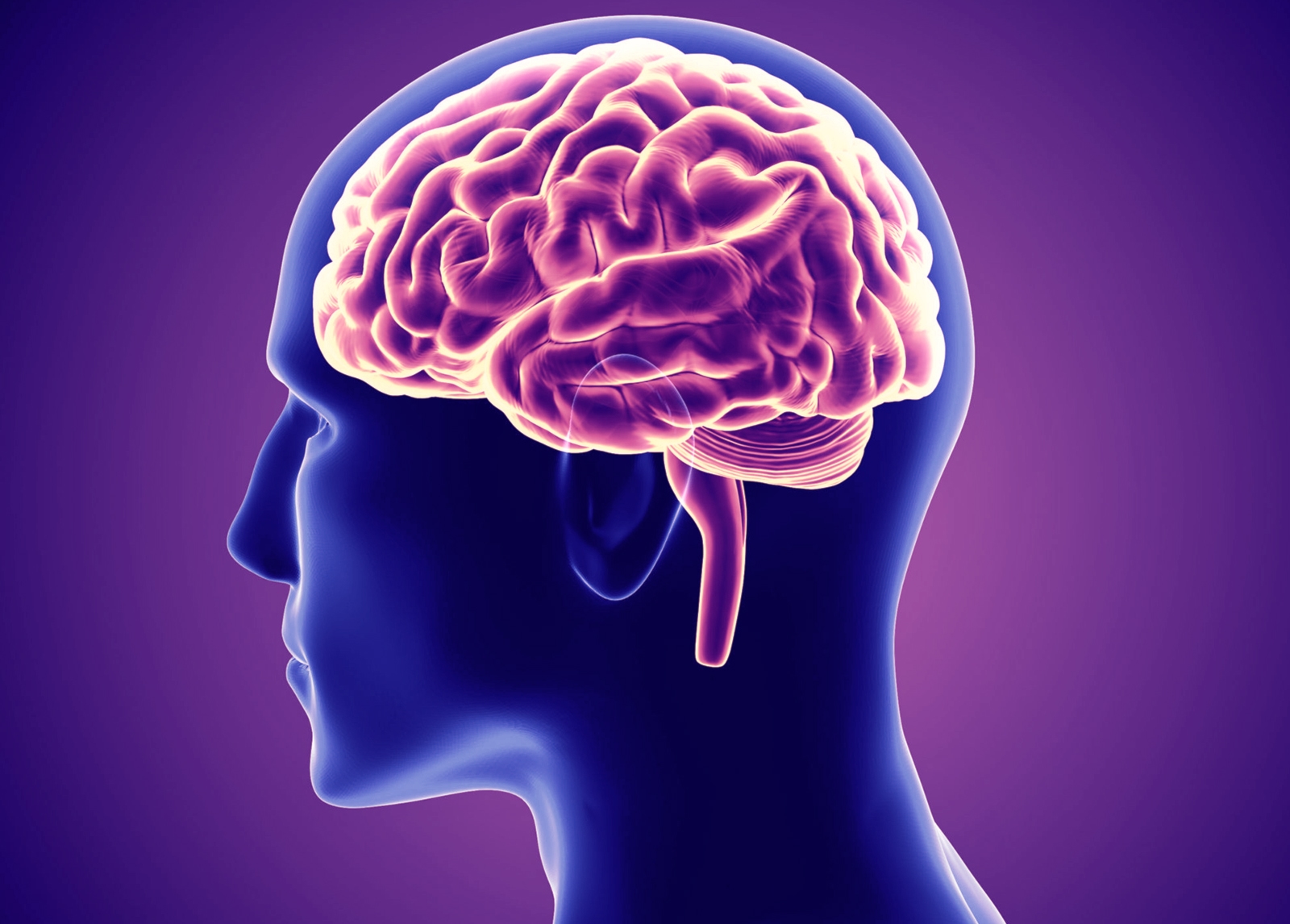 human-brain-render-3d-outline